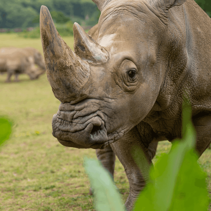 A Southern white rhinoceros in its outdoor enclosure