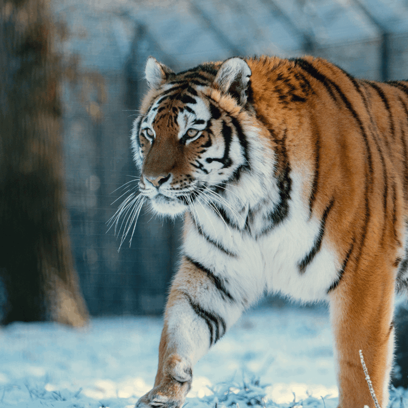 A tiger stalking in the powdery snow