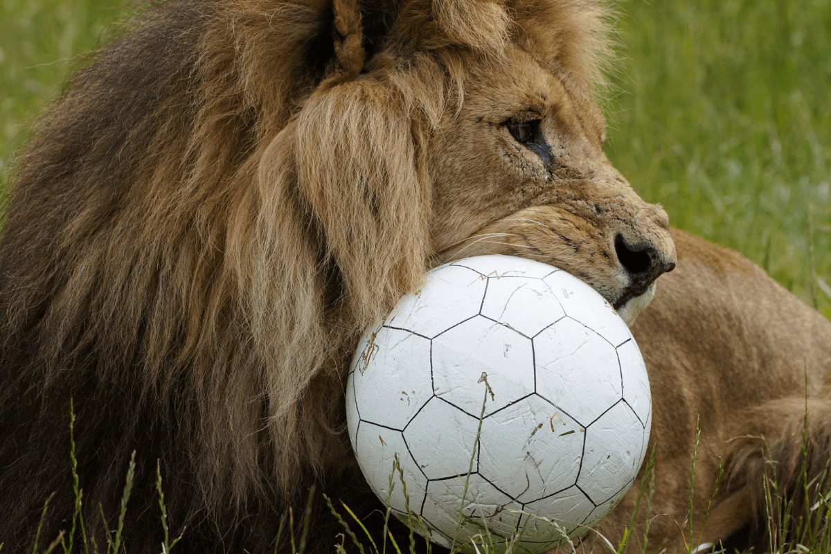 Lion eating football