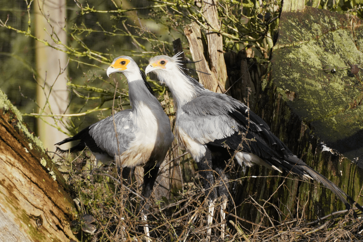 Two secretary birds standing together amongst some twigs and branches.