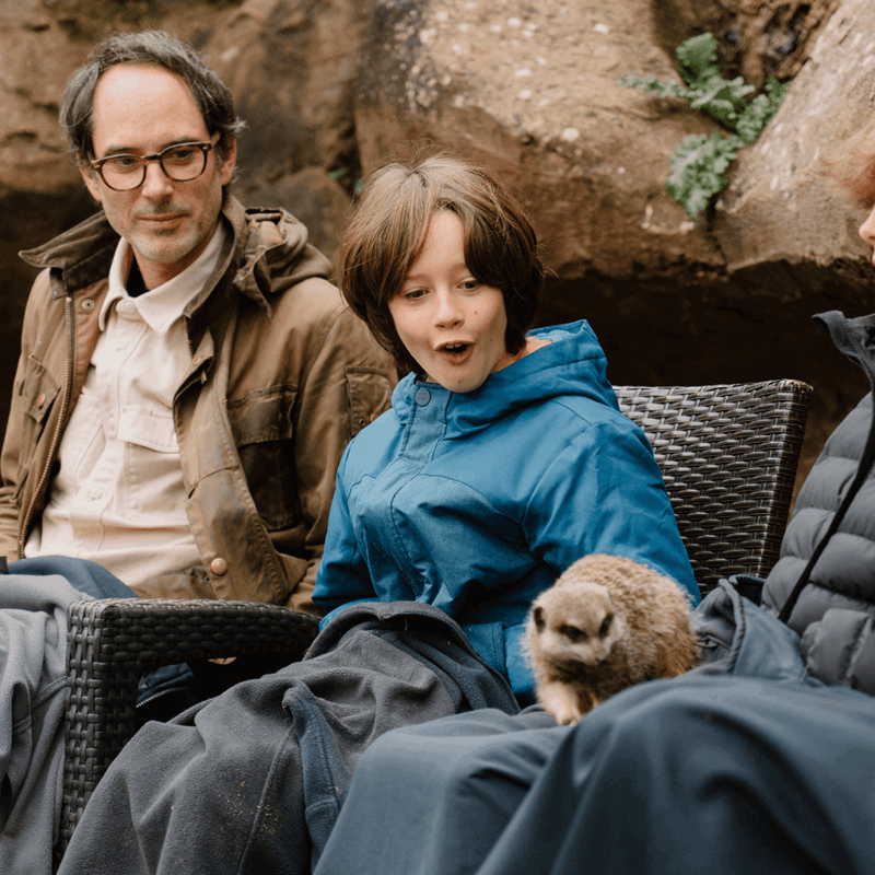 A young VIP guest looks on in great excitement as a meerkat scurries across his lap