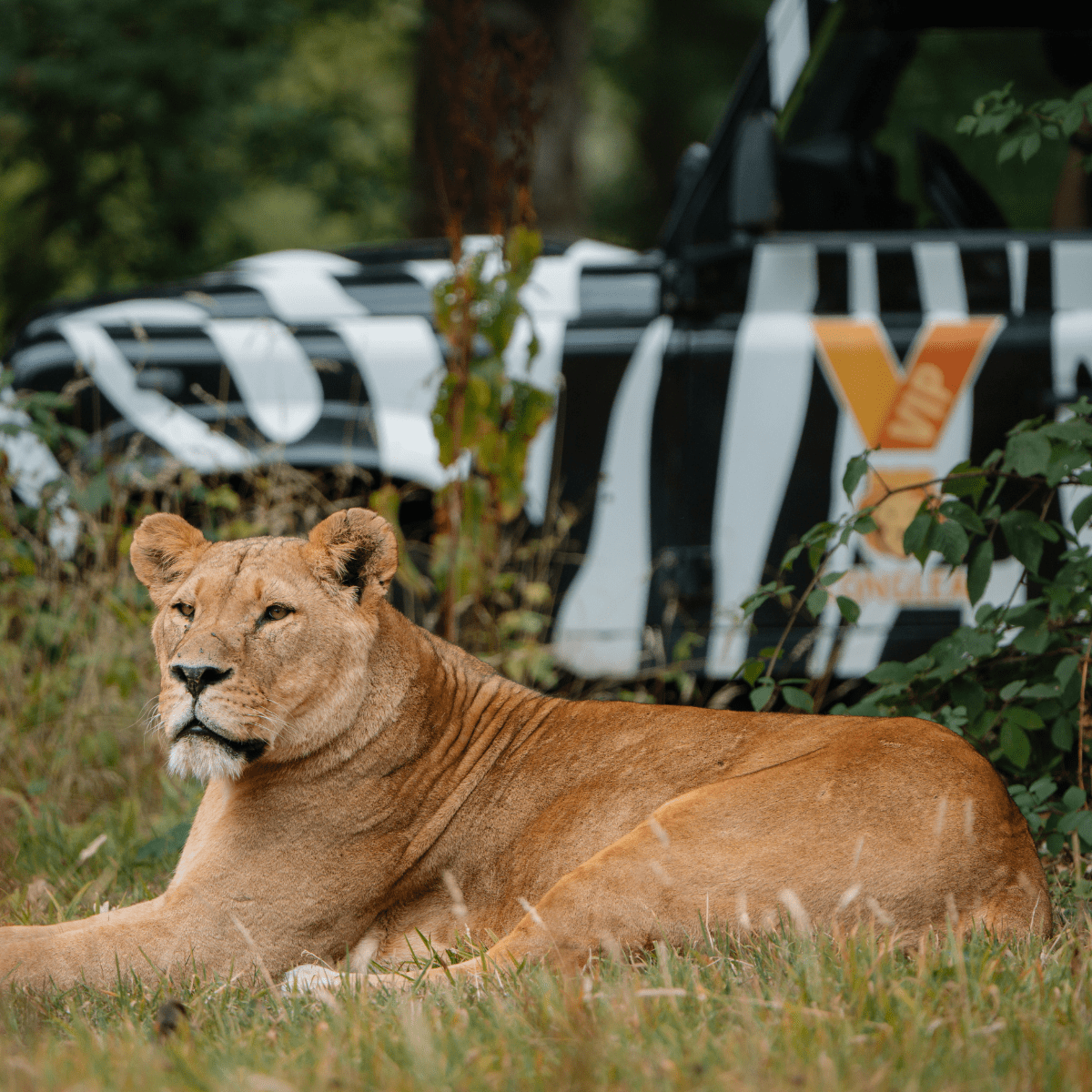 A lioness laying down in the grass in front of our iconic 4x4 zebra print truck