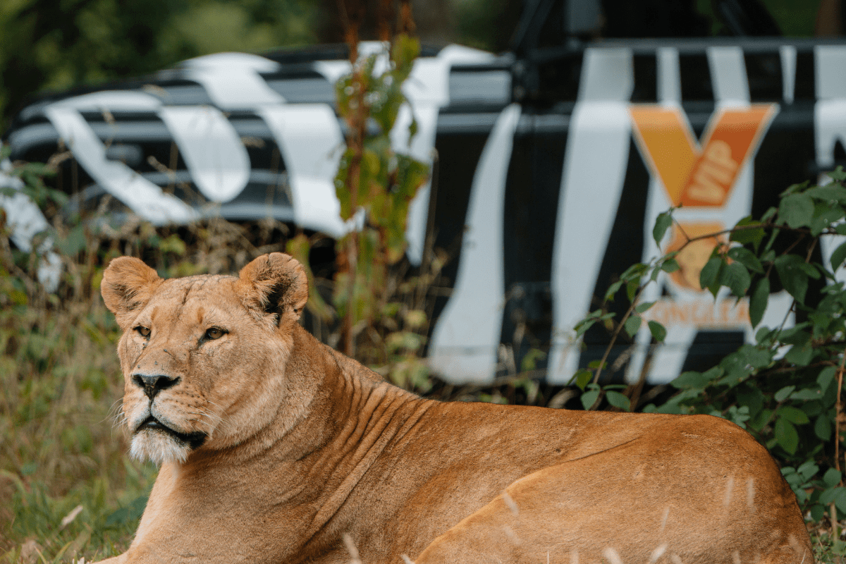 A lioness laying down in the grass in front of our iconic 4x4 zebra print truck