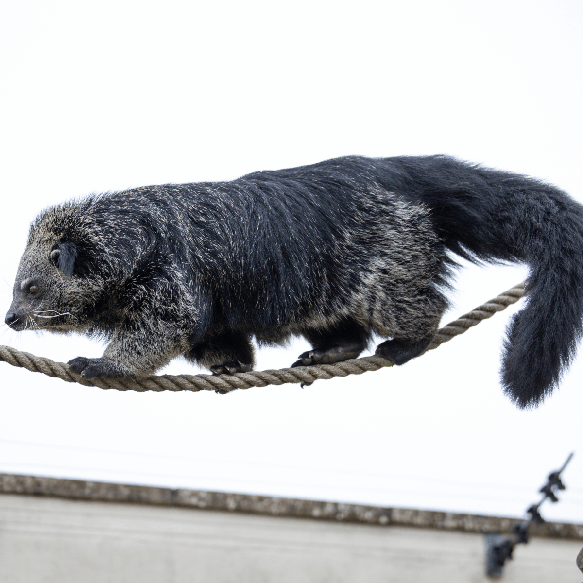 A binturong showing off its climbing skills as it walks across a rope like a tight-rope walker