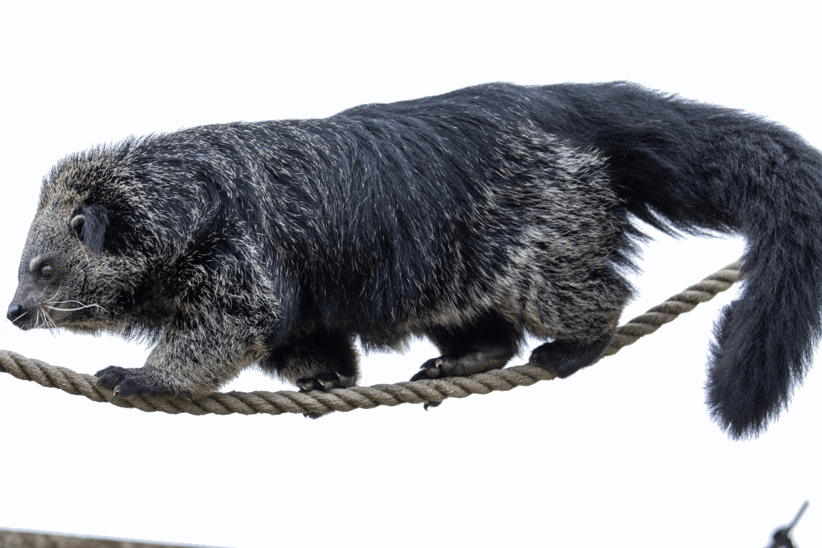 A binturong showing off its climbing skills as it walks across a rope like a tight-rope walker