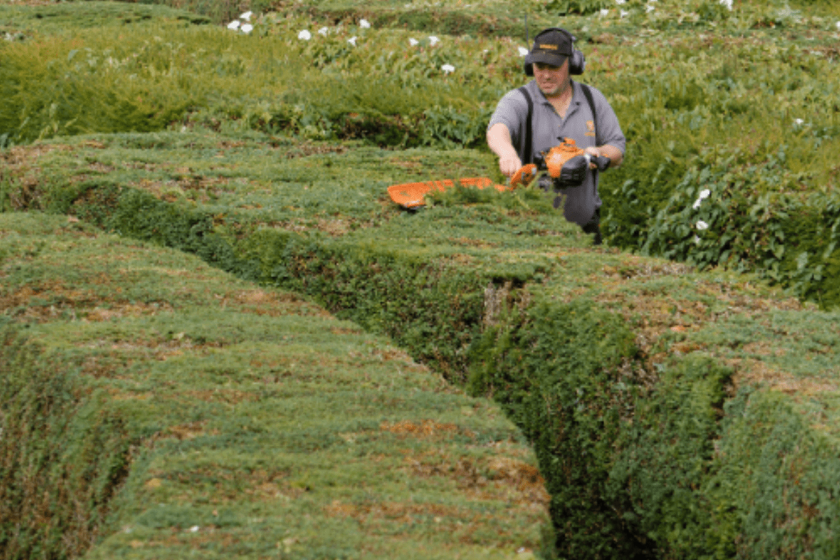 Longleat employees wearing PPE in the hedge maze cutting the hedges with a hedge trimmer