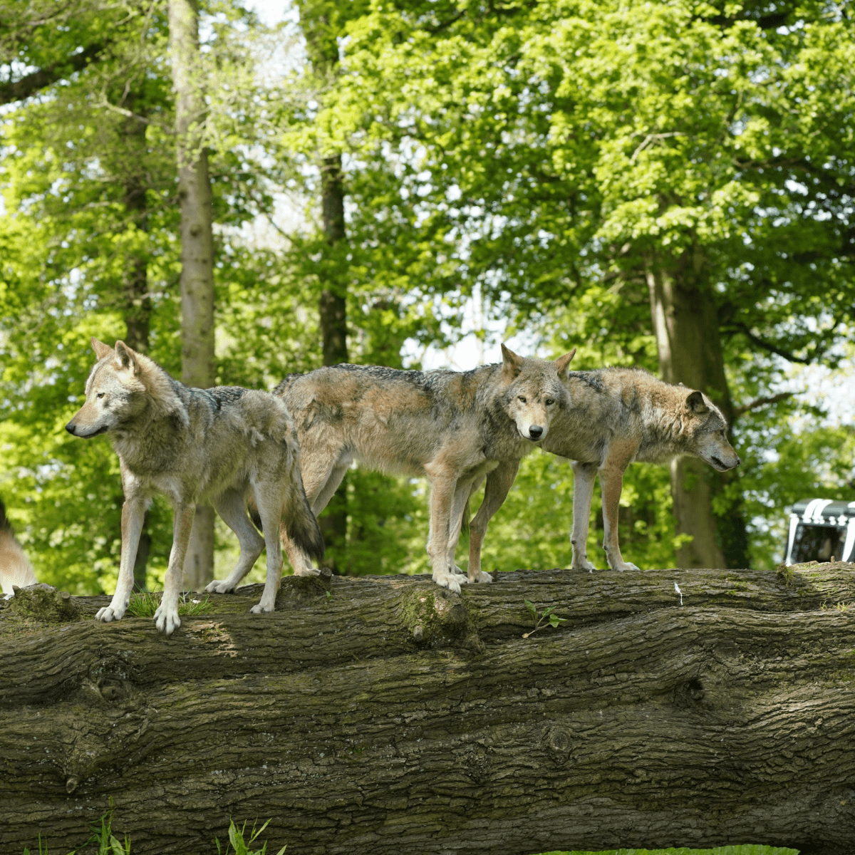 Three of the grey wolves standing on a log in their habitat