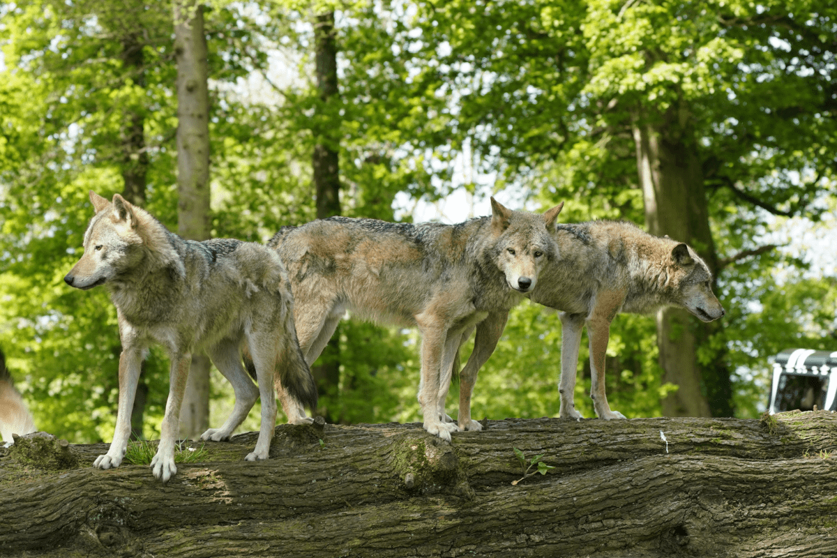 Three of the grey wolves standing on a log in their habitat