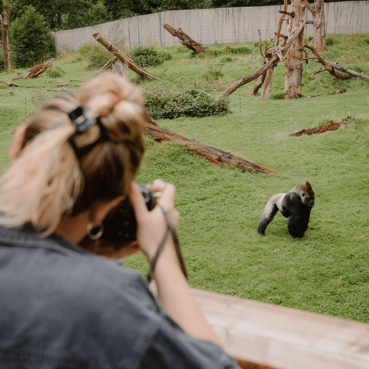 A VIP guest takes a photo of a gorilla from the special viewing platform