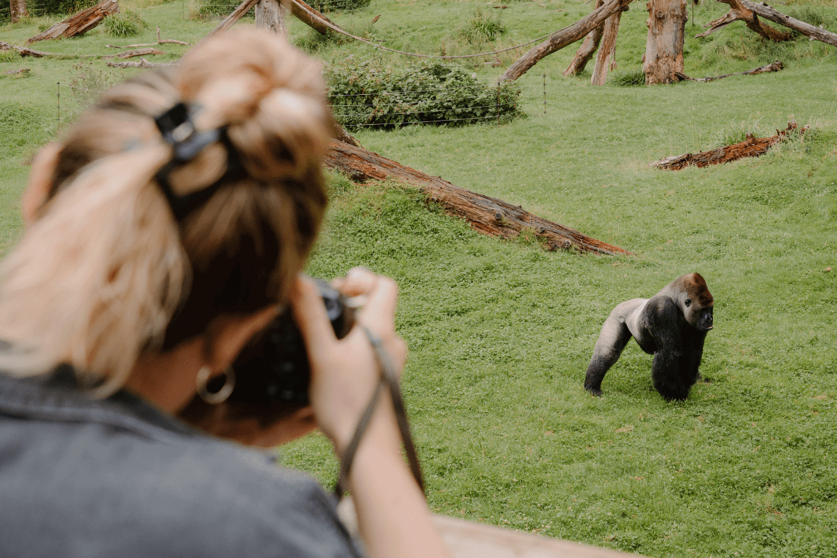 A VIP guest takes a photo of a gorilla from the special viewing platform