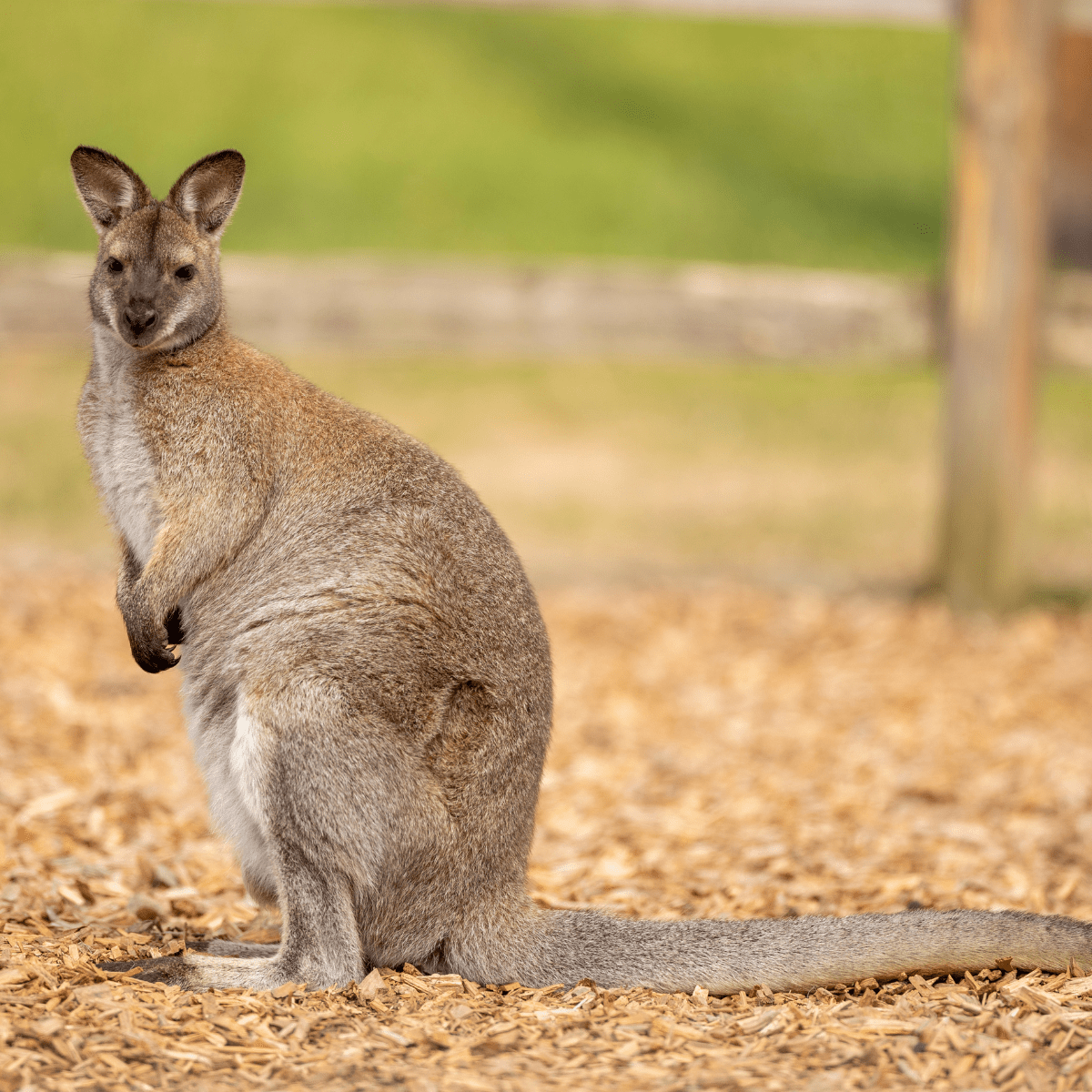 A wallaby looking down the camera lens 