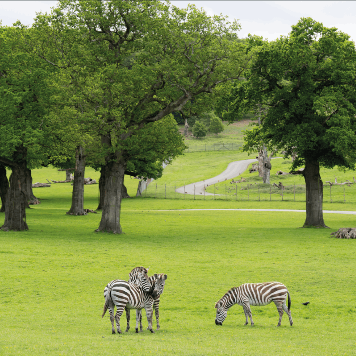 Three zebras standing in a field with trees in the background