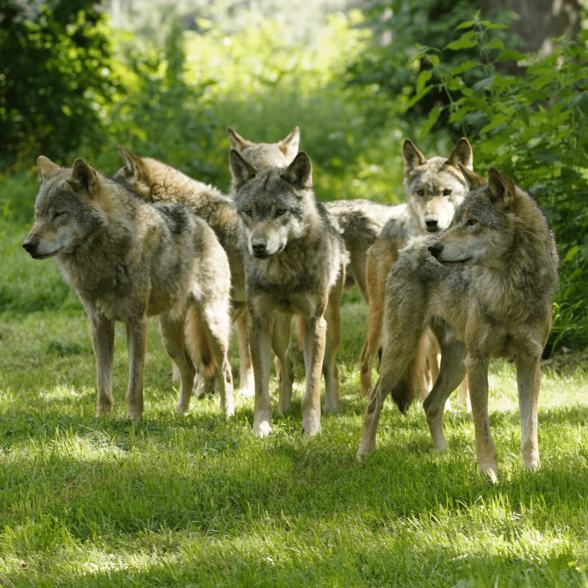 A close up of a pack of wolves amongst greenery 