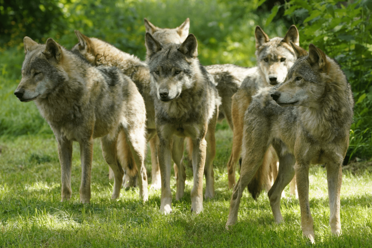 A close up of a pack of wolves amongst greenery 