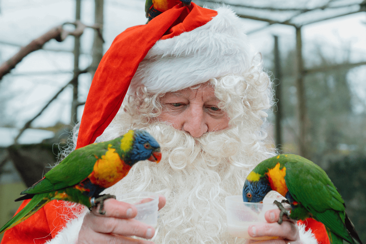 Santa Claus holding pots of nectar, feeding rainbow lorikeets which sit on his hands and one is resting on his hat
