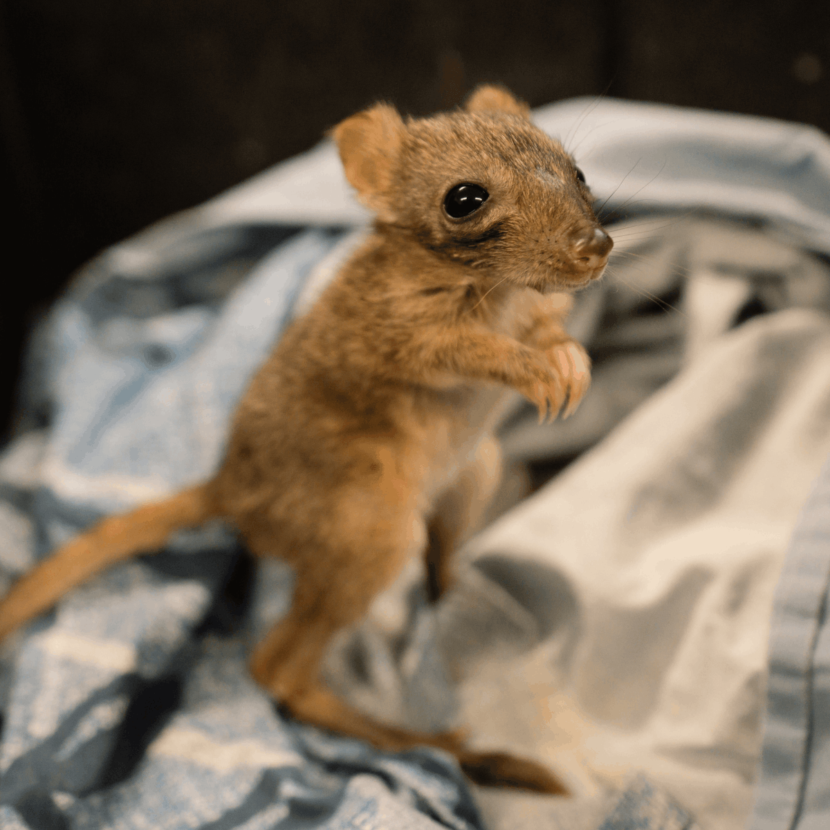 Rare bettong joey born at Longleat