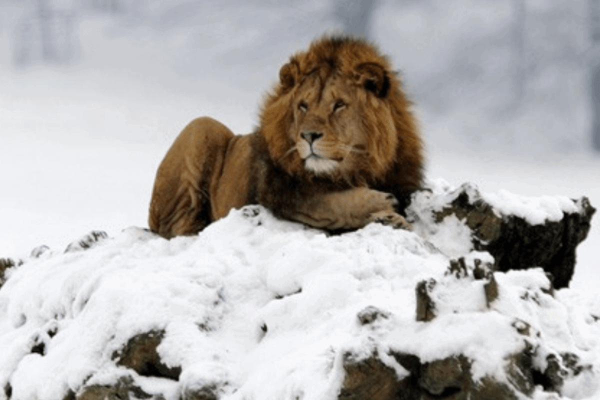 A lion laying on a snow covered rock with a snowy, hazy backdrop