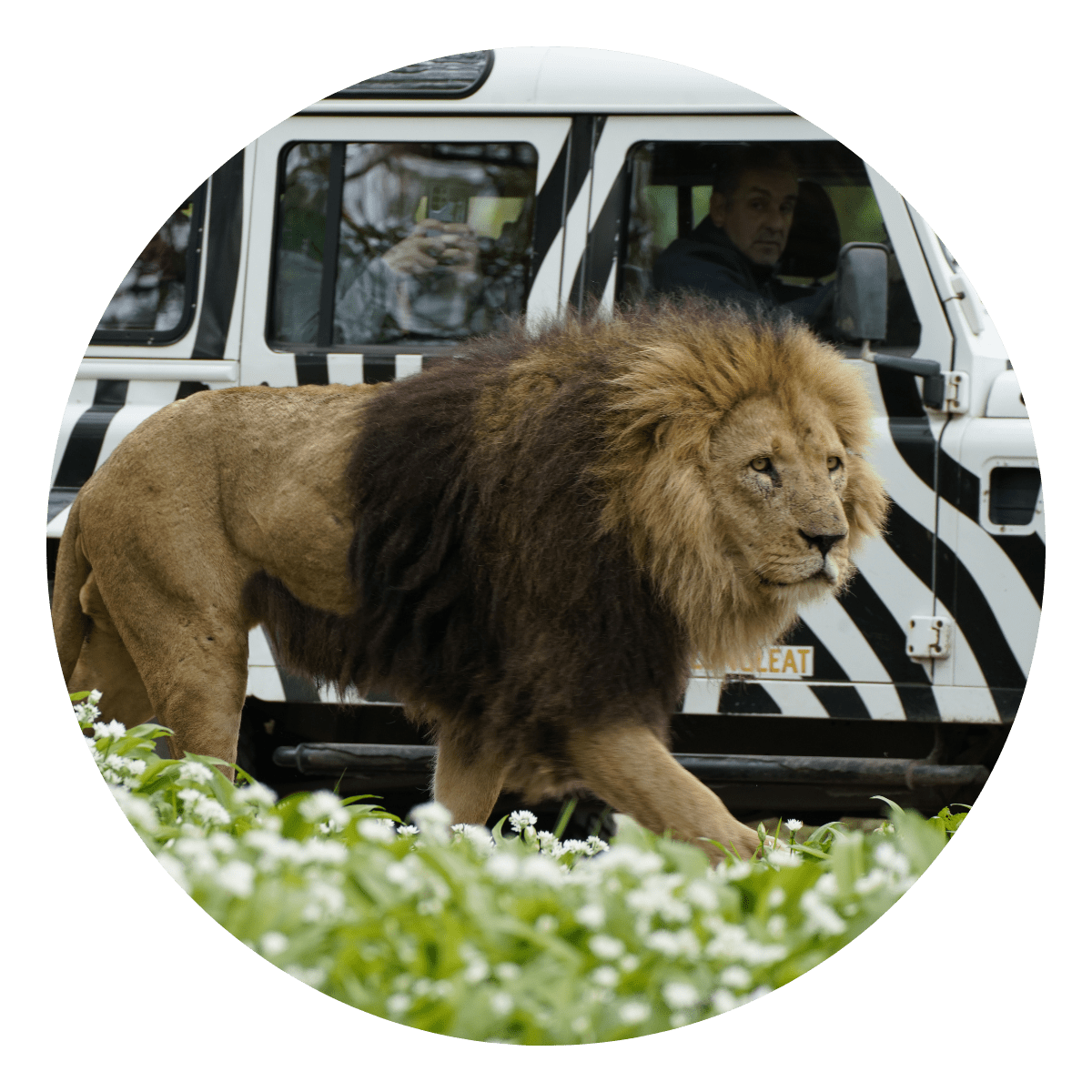 A close up of a lion walking alongside one of our iconic 4x4 zebra printed VIP trucks 