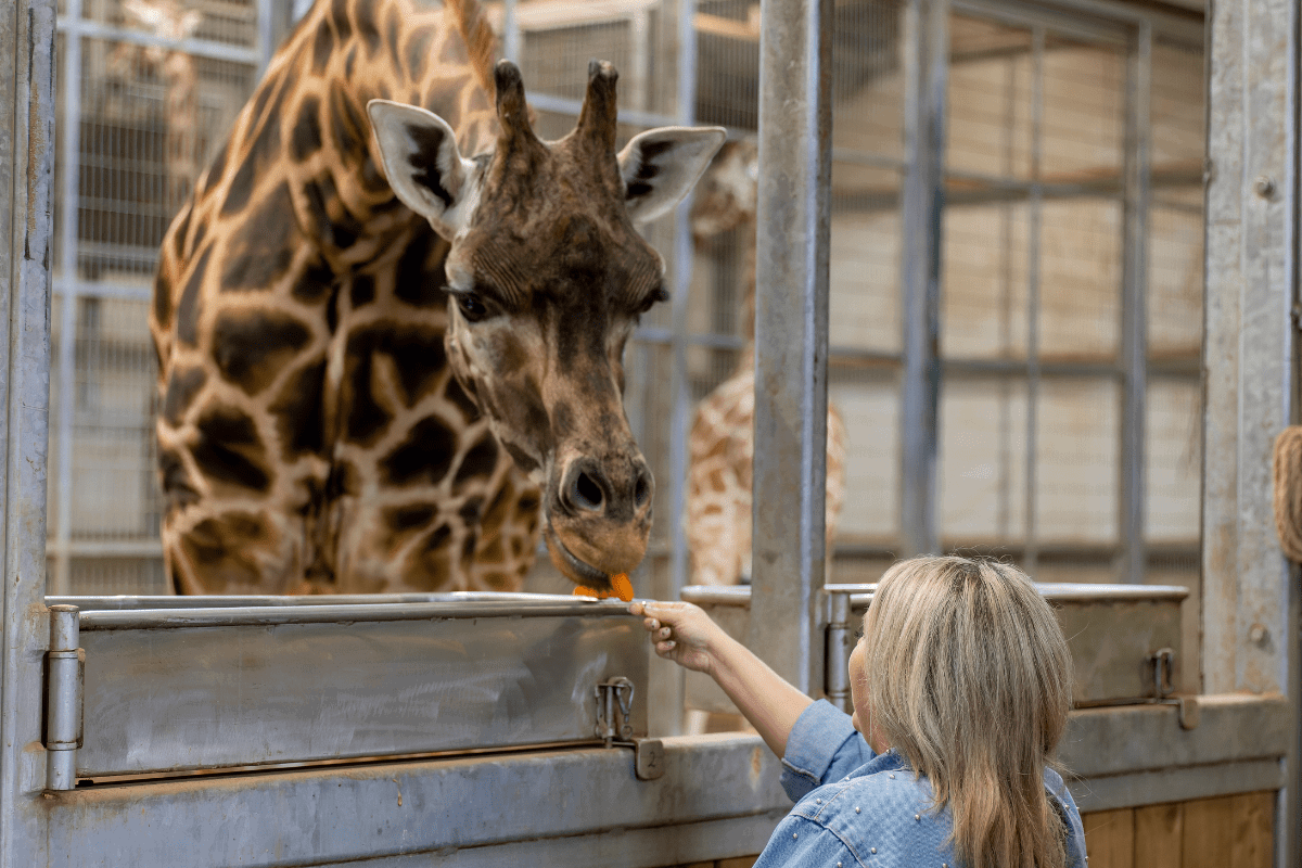 A lady holds out food for a giraffe to collect in our giraffe VIP experience 