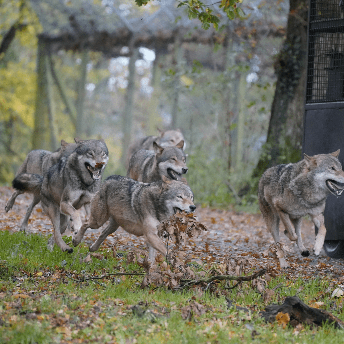 A pack of grey wolves running after the reinforced feeding truck amongst autumnal leaves