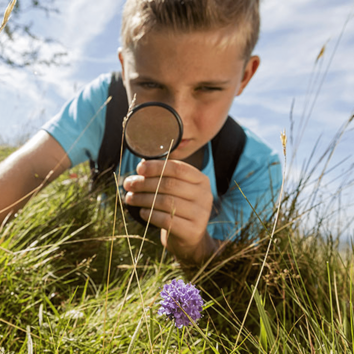 A young boy examines a native plant at Cheddar using a magnifying glass