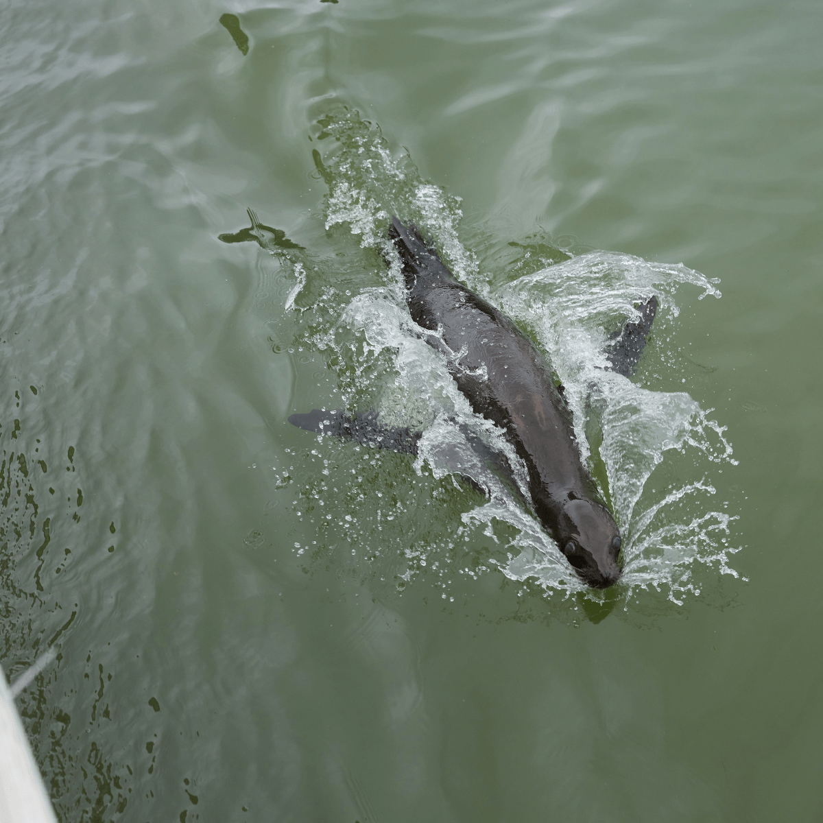 A birds eye view looking down at a Californian sea lion swimming in half mile pond