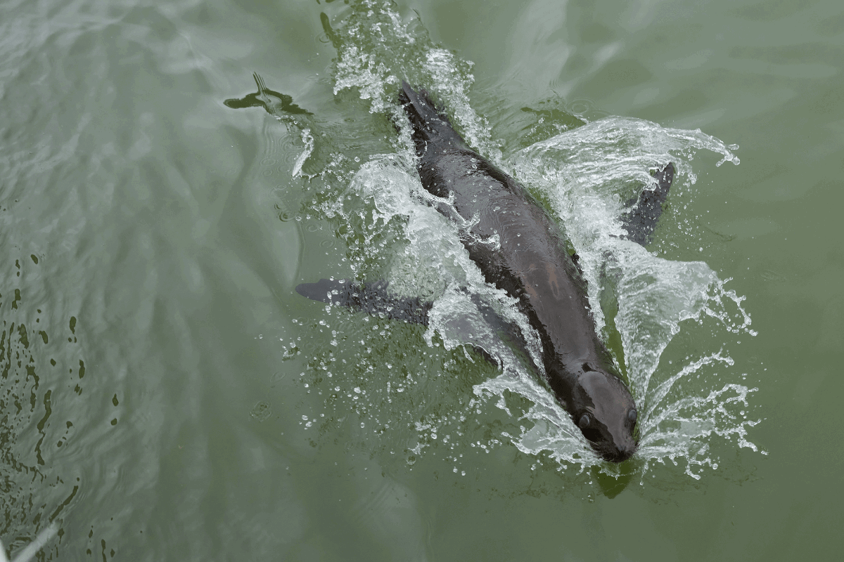 A birds eye view looking down at a Californian sea lion swimming in half mile pond