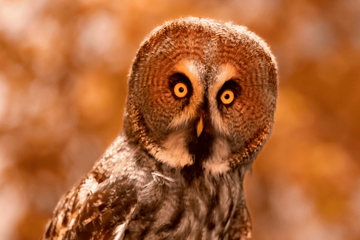 A close up of an owl looking into the camera