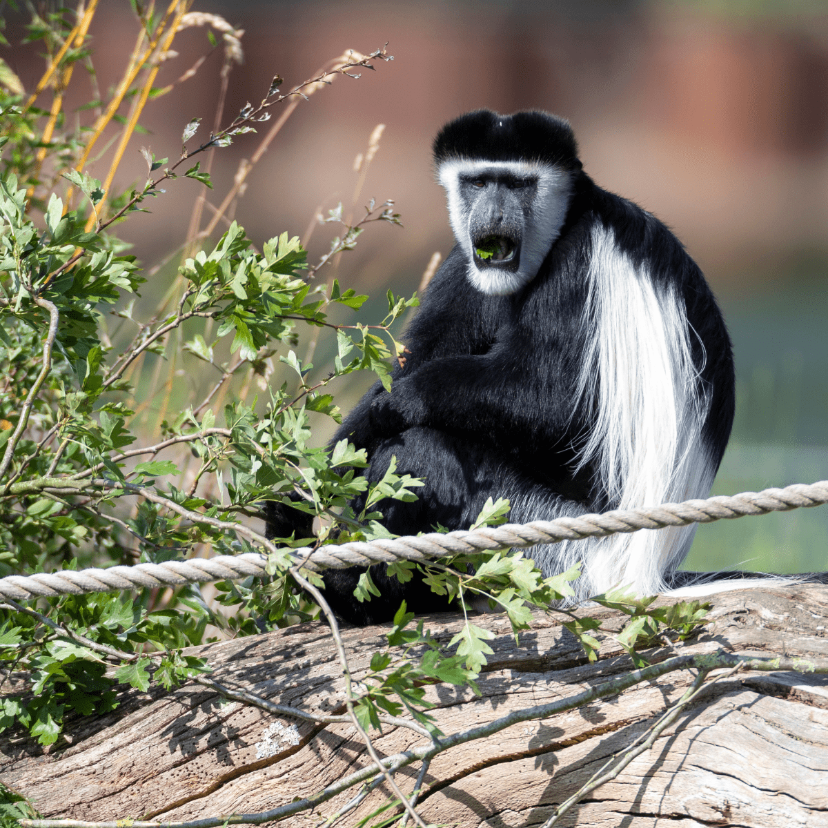 A Colobus monkey looking at the camera whilst enjoying fresh leaves for its breakfast