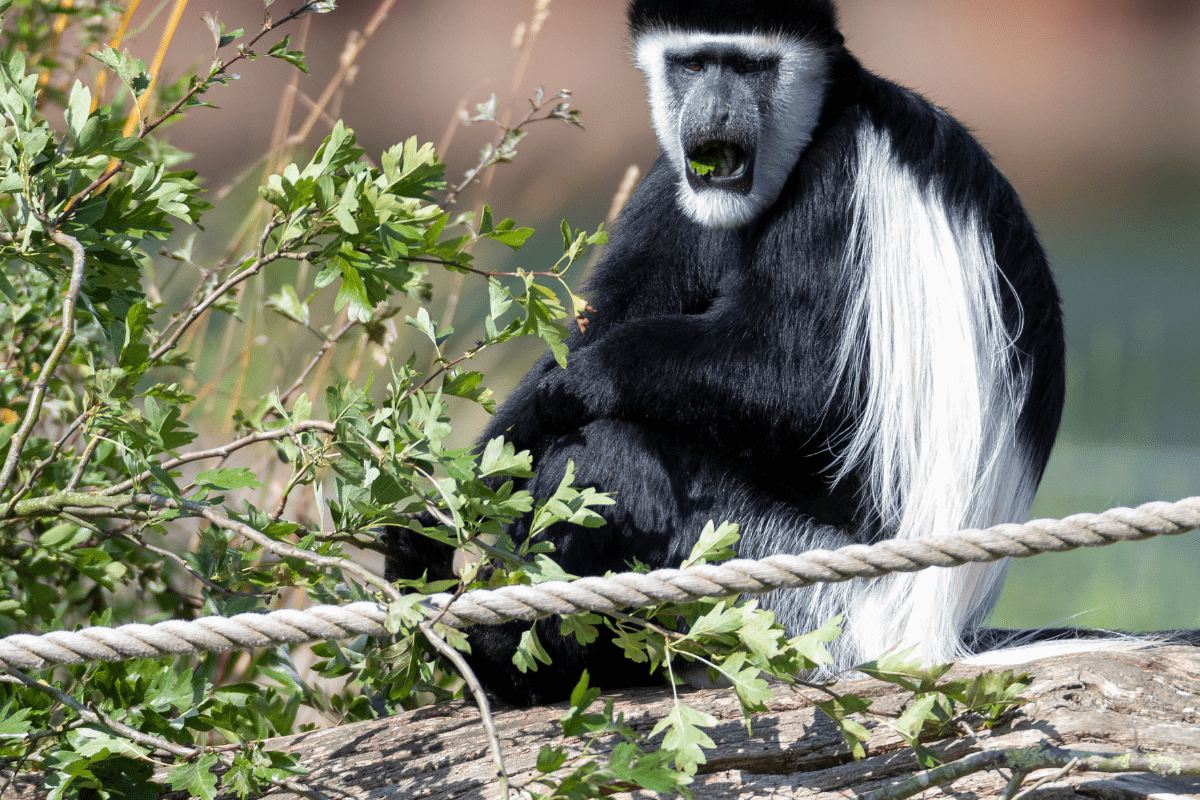 A Colobus monkey looking at the camera whilst enjoying fresh leaves for its breakfast