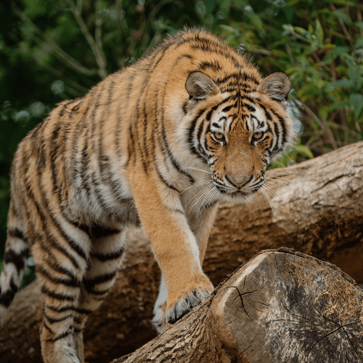 A tiger walking across logs looks down the camera