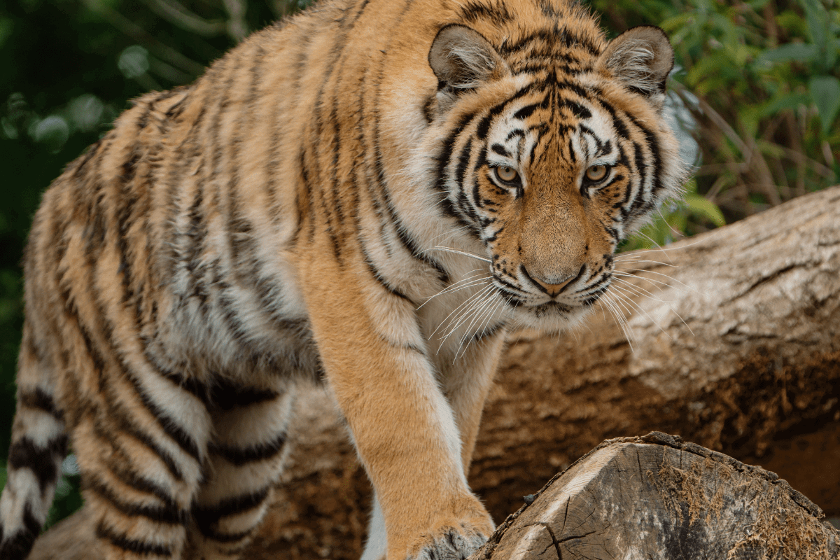 A tiger walking across logs looks down the camera