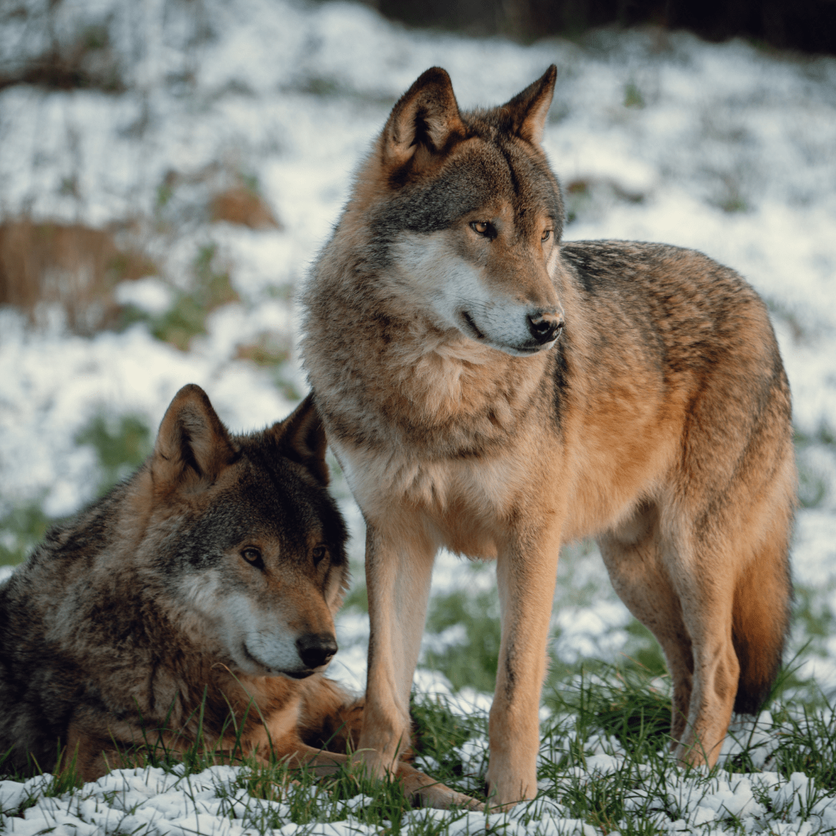 Two grey wolves together in their snowy habitat