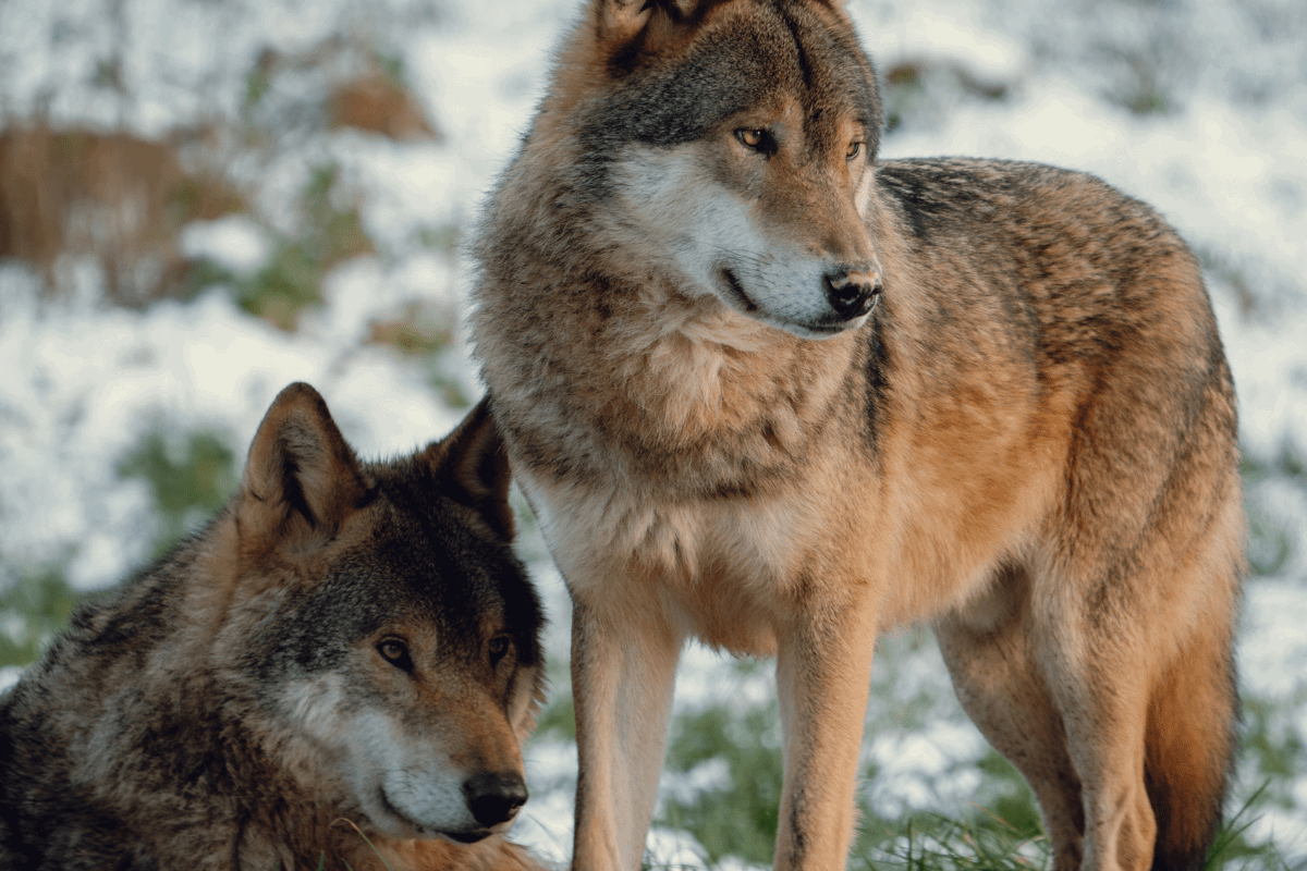 Two grey wolves together in their snowy habitat
