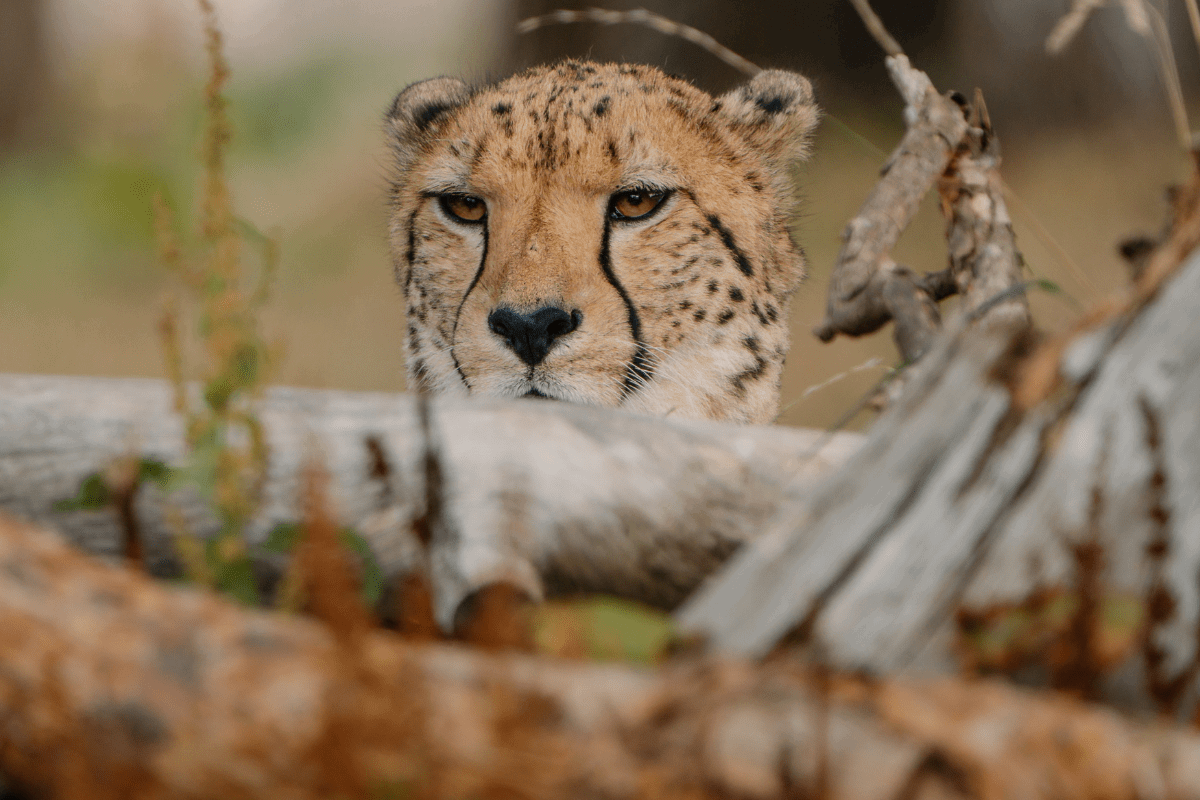 A cheetah peering over stacked logs in their habitat