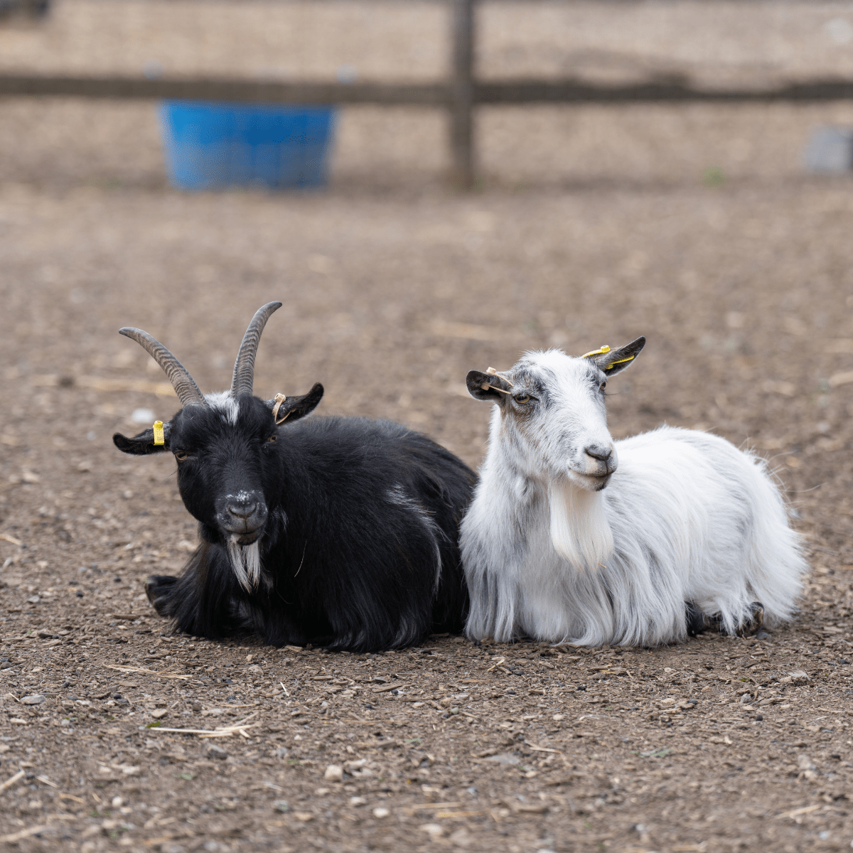 A close up of two goats in Family Farmyard.