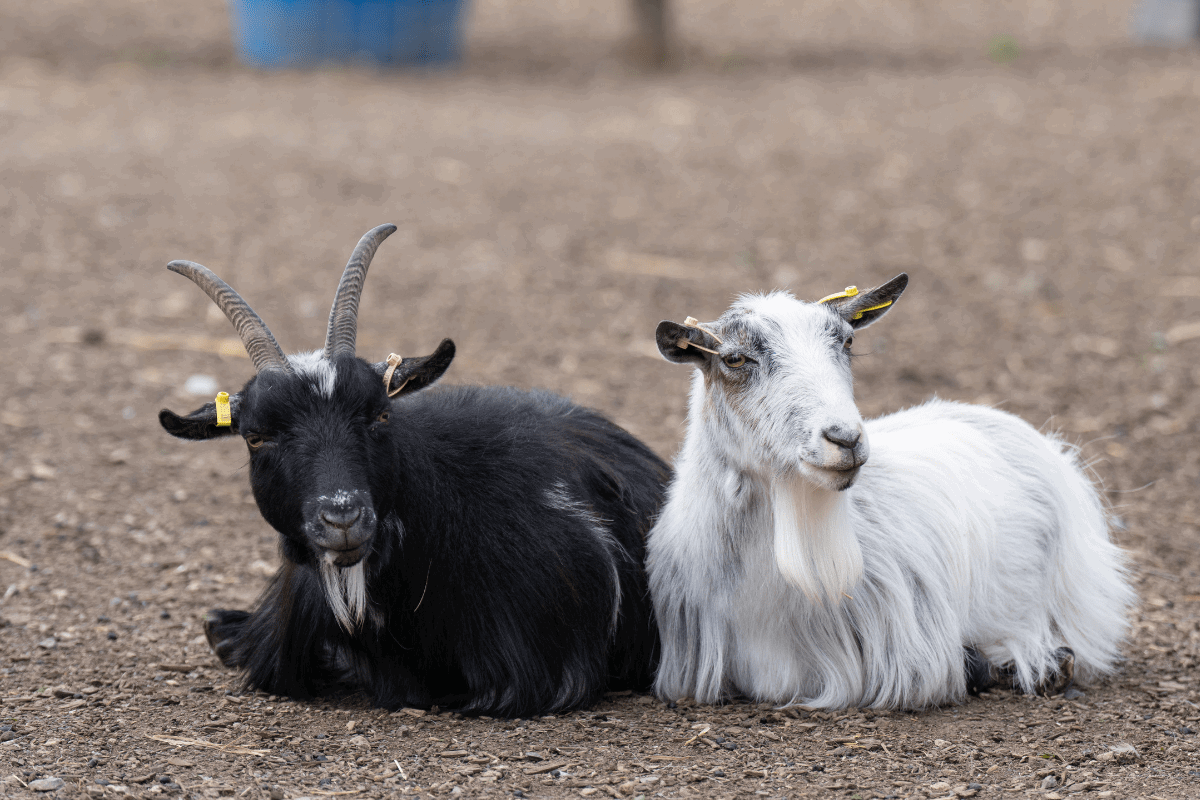 A close up of two goats in Family Farmyard.