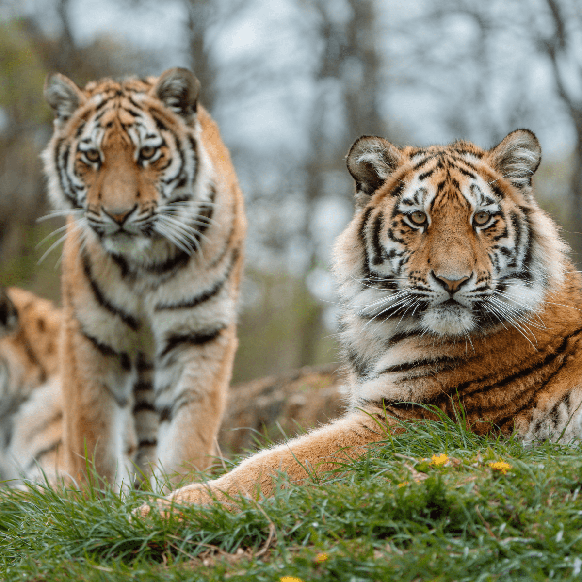 Tiger cubs