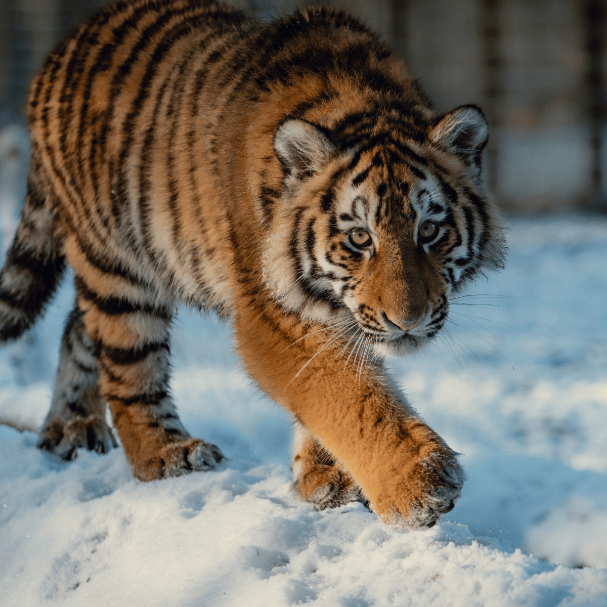 A tiger stalking in the powdery snow