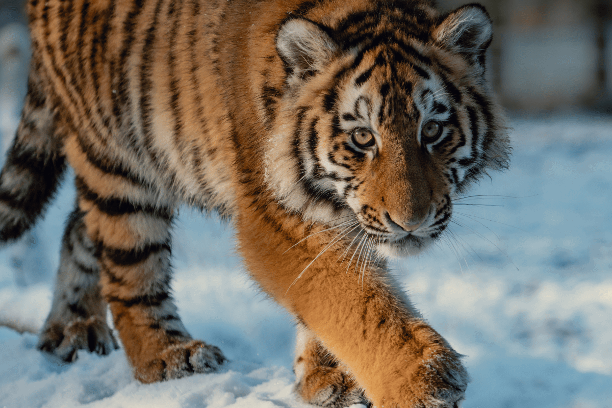 A tiger stalking in the powdery snow