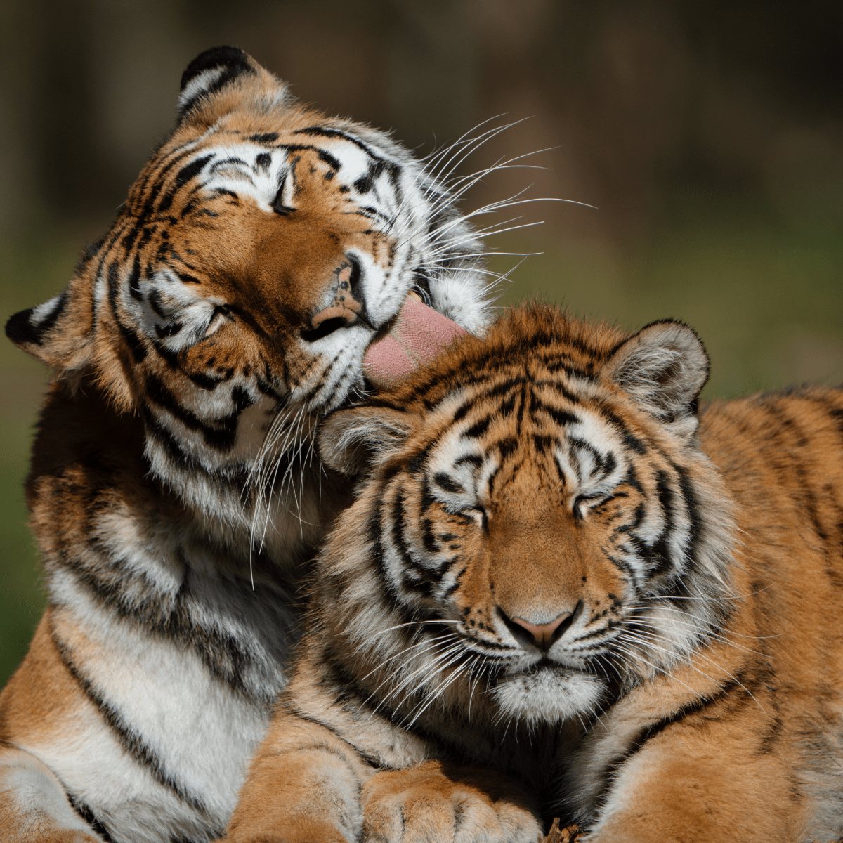 Two tigers sat in the sun whilst they groom one another