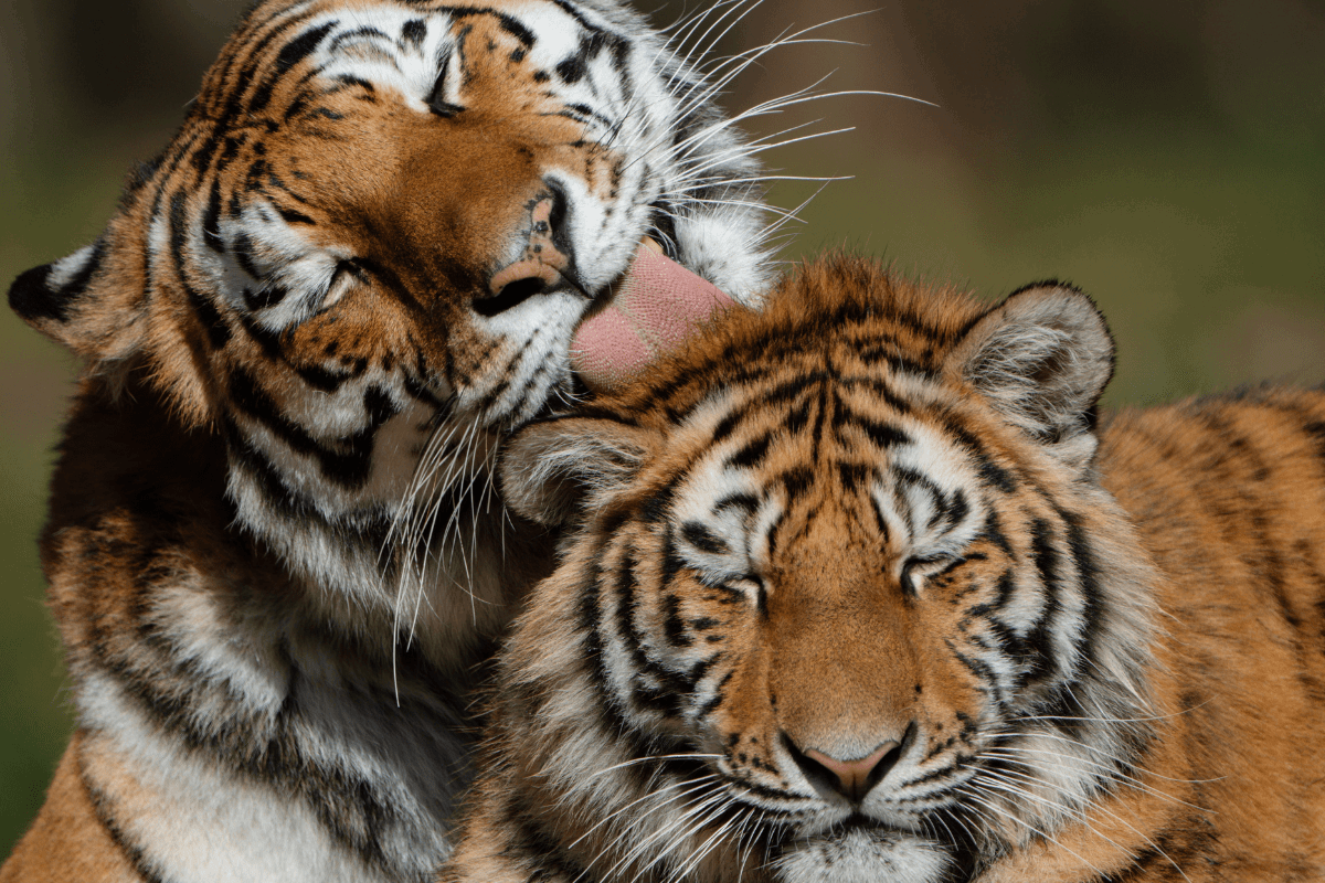 Two tigers sat in the sun whilst they groom one another