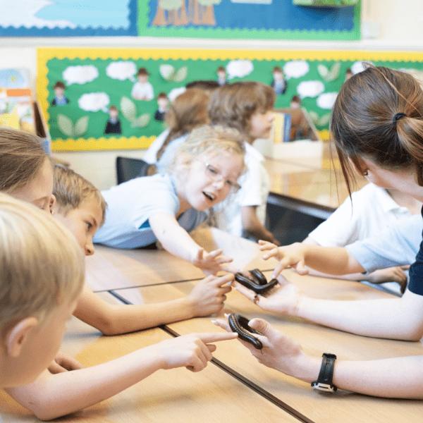 Giant millipedes are held by a keeper as a group of schoolchildren look on and touch the insect