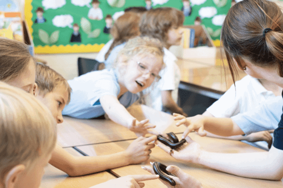 Giant millipedes are held by a keeper as a group of schoolchildren look on and touch the insect