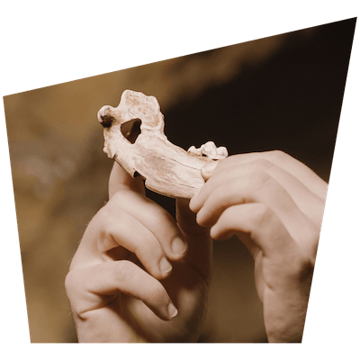 paleolithic dog jaw bone found at goughs cave cheddar gorge and caves somerset