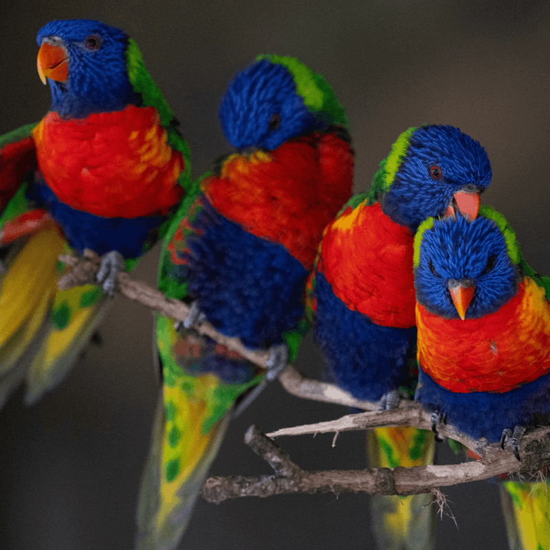 Four Rainbow Lorikeets sitting together on a branch