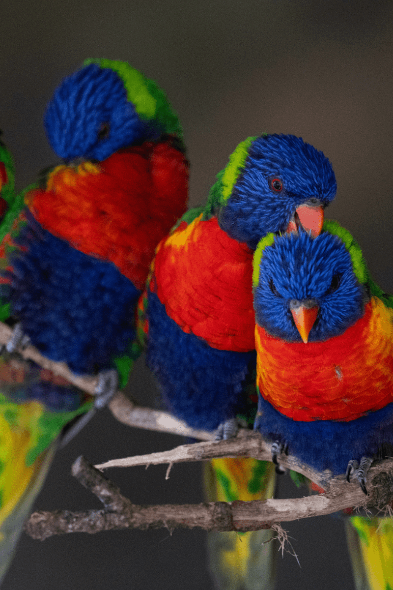 Four Rainbow Lorikeets sitting together on a branch