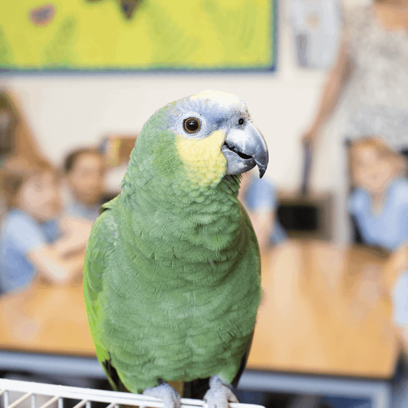 A green bird inside a classroom with pupils looking on from the background