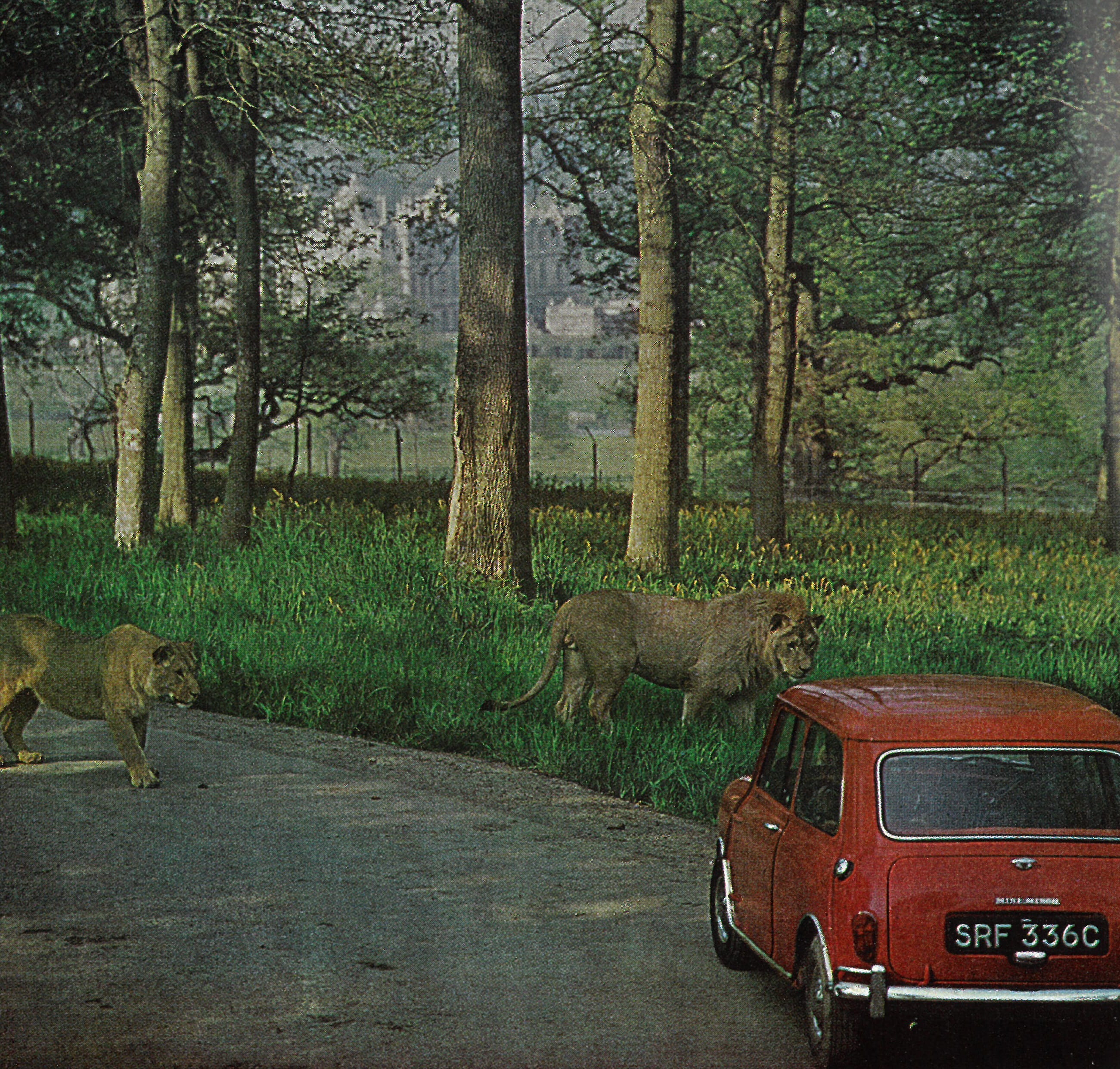 1968 Guide Book red mini and lions (photographer uncredited) (1)