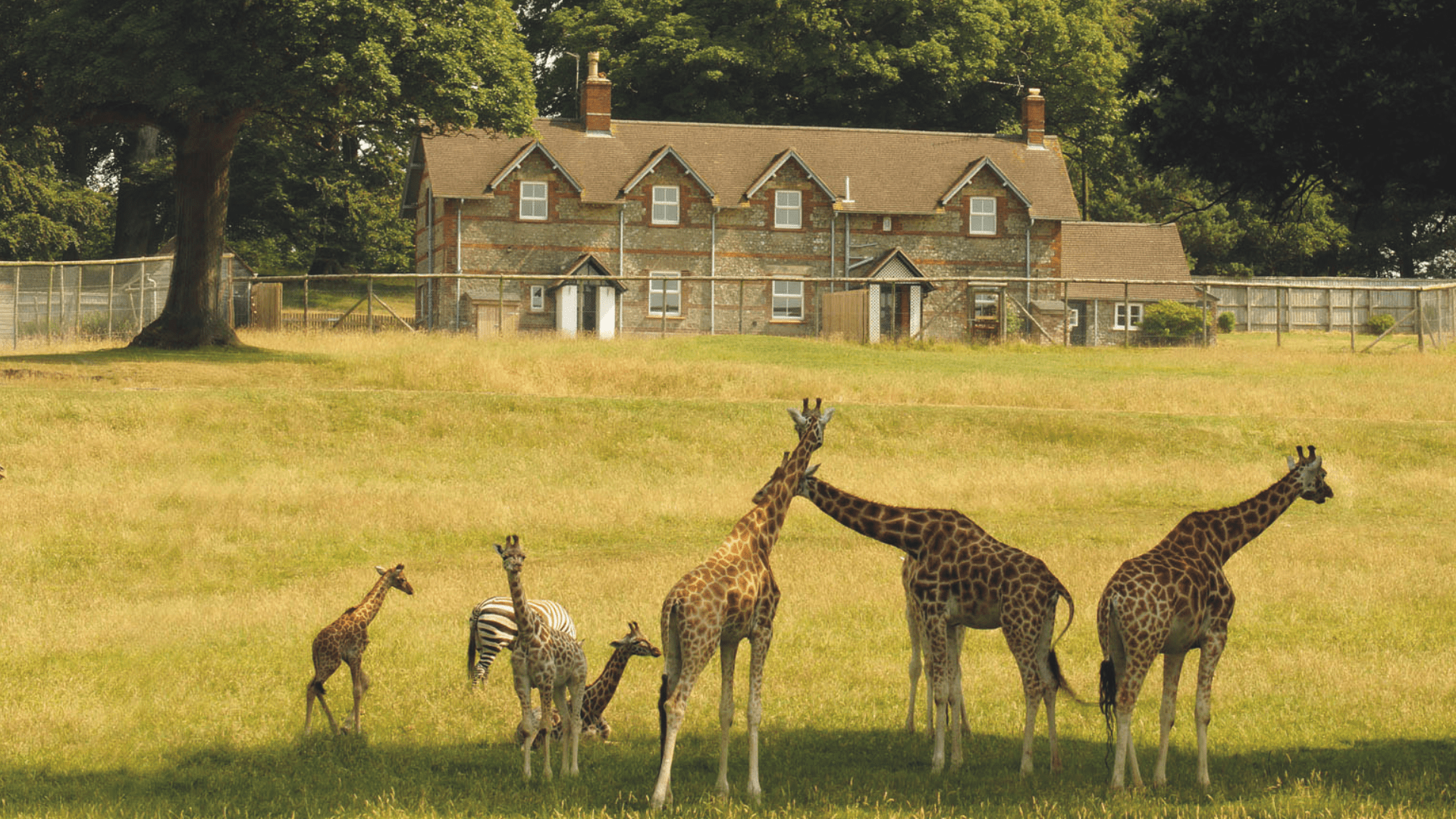 An external view of Keeper's Cottage from the Safari. The cottage is overlooked from giraffe and zebras looking towards the property.
